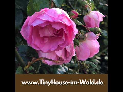 Oktober-Rosen aus dem Tiny House Garten #ferienhausmithund