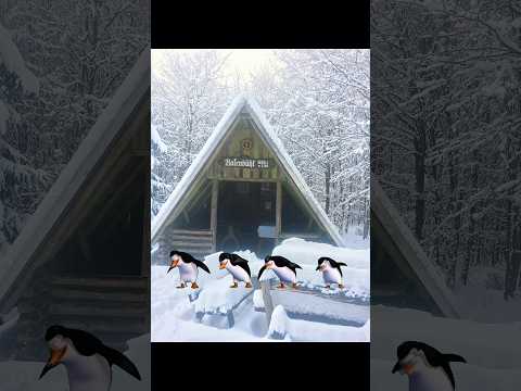 Tanzende Pinguine am Rosenbühl in Tanna