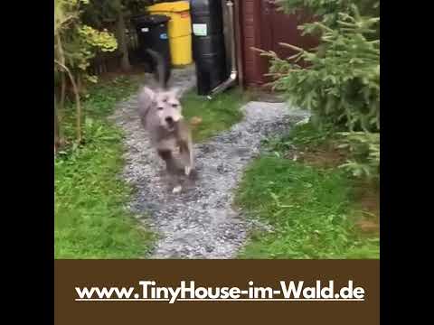 Hundespass im Urlaub im Tiny House Garten #ferienhausmithund