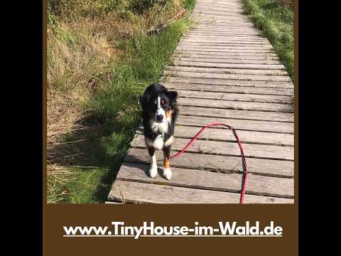 Moorerlebnispfad Ausflugsziel mit Hund #ferienhausmithund