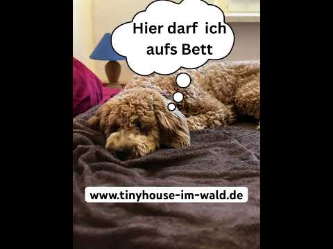 Hunde erlaubt auf dem Bett #urlaubmithund