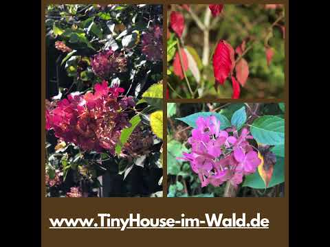 Herbst im Tiny House Garten