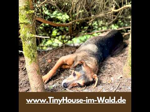 Lieblingsplatz für Hunde im Tiny House Urlaub