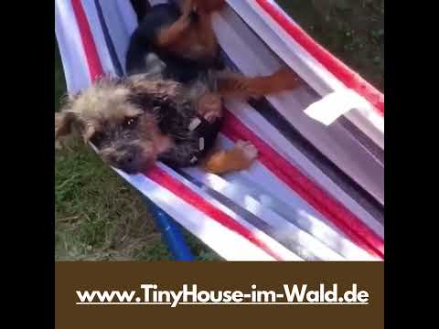 Hugo in der Hängematte #Tinyhouseurlaub #Wald