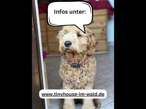 Hunde erlaubt auf Bett und Sofa #urlaubmithund