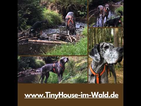 Lieblingsplatz für Hunde #ferienhausmithund