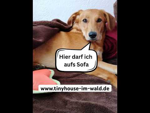 Hunde dürfen im Tiny House im Wald Urlaub aufs Sofa