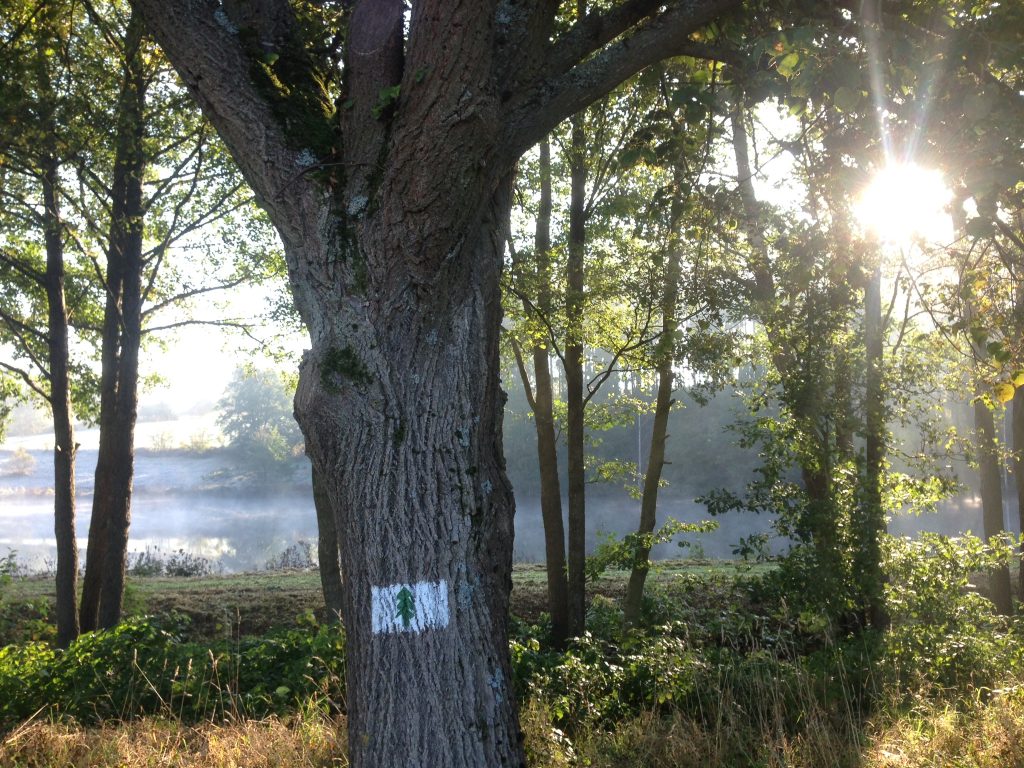 Oberer Leitenteich, Schwimmteich für Hunde, Wanderurlaub Thüringen mit Hund und Badesee, Hundefreundliche Unterkunft Thüringen ohne Rassebeschränkung, Ferienhaus mit See für Hunde, Hundeteich Ferienhaus, tannaer rundweg