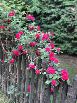 Rote Rosen am Tiny House Gartenzaun.