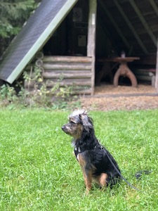 Urlaub mit Hund, Wanderurlaub mit Hund, Hundeurlaub Thüringen, Wanderurlaub Thüringen mit Hund und Badesee, Urlaub Vogtland mit Hund, Tanna Urlaub