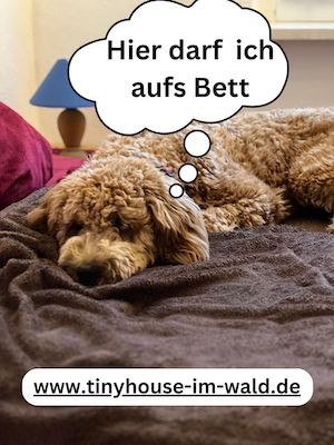 hunde erlaubt auf dem bett