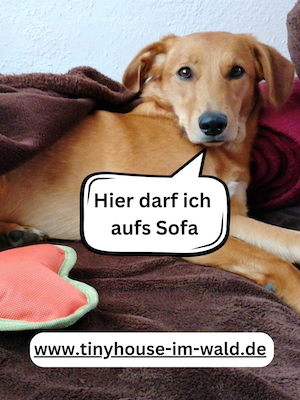 hunde duerfen aufs sofa