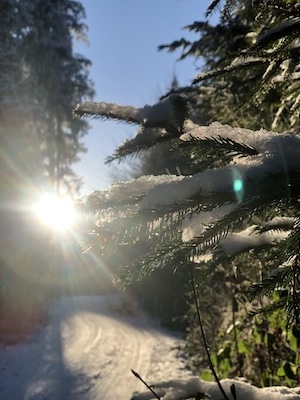 winterimpression im wald in tanna