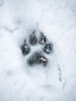 hund im schnee