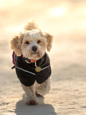 Weihnachtsurlaub im Tiny House mit Hund