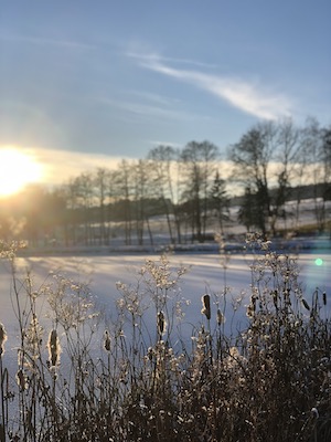 leitenteiche im winter in tanna