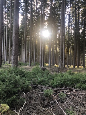 wald-lost-place