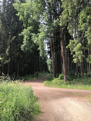 waldweg zur schaukel im wald