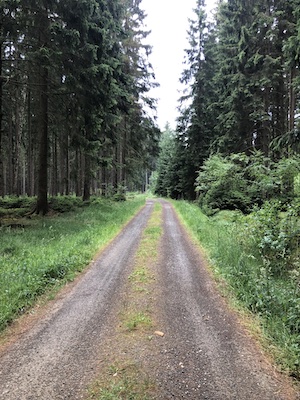 waldweg zur schaukel im wald