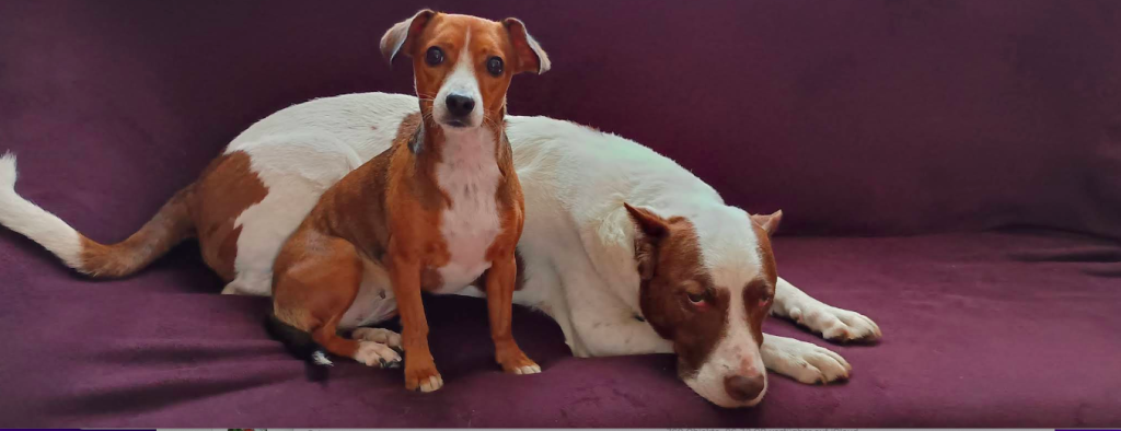 hunde willkommen, hunde erlaubt, hunde erlaubt auf sofa, Tiny House in der Natur mieten, Urlaub mit Hund Natur, Ferienhaus mit Hund Wald, Hunde erlaubt Sofa, Wanderung mit Hund Wald, Erholung in der Natur, schönes Wohnen Natur, Tiny House mieten Thüringen, naturnaher Urlaub mit Hund, Urlaub mit Hund erlaubt