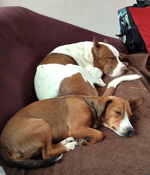 hunde willkommen, hunde erlaubt, hunde erlaubt auf sofa, Tiny House in der Natur mieten, Urlaub mit Hund Natur, Ferienhaus mit Hund Wald, Hunde erlaubt Sofa, Wanderung mit Hund Wald, Erholung in der Natur, schönes Wohnen Natur, Tiny House mieten Thüringen, naturnaher Urlaub mit Hund, Urlaub mit Hund erlaubt, hunde auf sofa, gemütlich, erholung, entspannen, schlafen, entspannung auf dem sofa, hunde dürfen auf das sofa, hunde erlaubt auf sofa, urlaub, tiny house, hunde willkommen