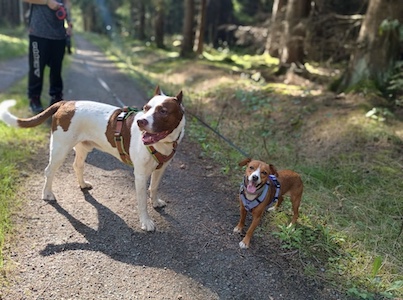 hunde willkommen, hunde erlaubt, hunde im wald, tiny house in der natur mieten, urlaub mit hund natur, Ferienhaus mit Hund Wald, Hunde erlaubt Sofa, Wanderung mit Hund Wald, Erholung in der Natur, schönes Wohnen Natur, Tiny House mieten Thüringen, naturnaher Urlaub mit Hund, Urlaub mit Hund erlaubt, hunde auf sofa, gemütlich, erholung, entspannen, schlafen, entspannung auf dem sofa, hunde dürfen auf das sofa, hunde erlaubt auf sofa, urlaub, tiny house, hunde willkommen