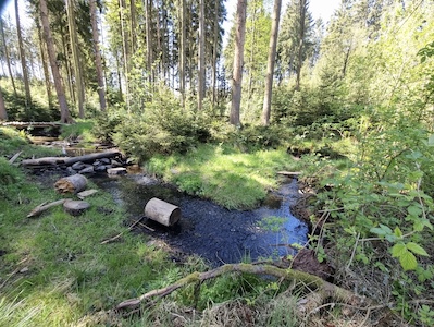 lieblingsplatz, bach, wettera, hundewillkommen, leitenteiche, wasser, wald, wandern, tinyhousethueringen, thueringen, urlaubmithund, wandernthueringen, kleineruheoase, nachhaltigerurlaub, minimalismus, natururlaub, tanna