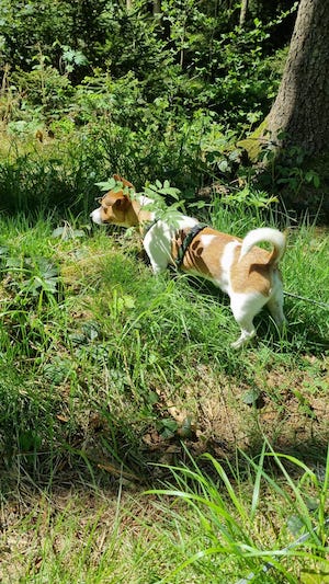 hundewillkommen, waldentdecken, urlaub, leitenteiche, wasser, wald, wandern, tinyhousethueringen, thueringen, urlaubmithund, wandernthueringen, kleineruheoase, nachhaltigerurlaub, minimalismus, natururlaub, tanna