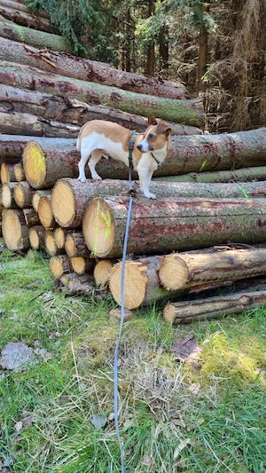 hozstaemme, holzstapel, fichtenstaemme, hundeerlaubt, hundewillkommen, leitenteiche, wasser, wald, wandern, tinyhousethueringen, thueringen, urlaubmithund, wandernthueringen, kleineruheoase, nachhaltigerurlaub, minimalismus, natururlaub, tanna