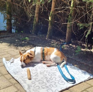 terrasse, gemuetlich, sofa, hundeerlaubt, hundewillkommen, leitenteiche, wasser, wald, wandern, tinyhousethueringen, thueringen, urlaubmithund, wandernthueringen, kleineruheoase, nachhaltigerurlaub, minimalismus, natururlaub, tanna