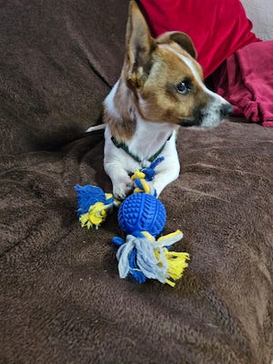 hundespielzeug, gemuetlich, sofa, hundeerlaubt, hundewillkommen, leitenteiche, wasser, wald, wandern, tinyhousethueringen, thueringen, urlaubmithund, wandernthueringen, kleineruheoase, nachhaltigerurlaub, minimalismus, natururlaub, tanna