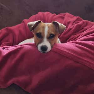 gemuetlich, sofa, hundeerlaubt, hundewillkommen, leitenteiche, wasser, wald, wandern, tinyhousethueringen, thueringen, urlaubmithund, wandernthueringen, kleineruheoase, nachhaltigerurlaub, minimalismus, natururlaub, tanna