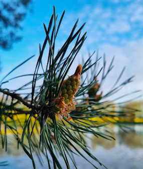 leitenteiche, kiefer, wasser, wald, wandern, tinyhousethueringen, thueringen, urlaubmithund, wandernthueringen, kleineruheoase, nachhaltigerurlaub, minimalismus, natururlaub, tanna