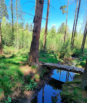 lieblingsplatz, wettera, bach, wasser, wald, wandern, tinyhousethueringen, thueringen, urlaubmithund, wandernthueringen, kleineruheoase, nachhaltigerurlaub, minimalismus, natururlaub, tanna