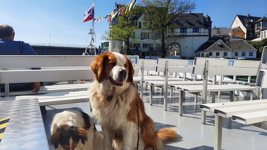 schiffstouren, Bleilochstausee mit Hund, Hunde erlaubt Bleilochstausee, Ausflug mit Hund Thüringen, Rundfahrt Bleilochstausee, Tagestour Bleilochstausee, Ferienhaus mit Hund Tanna, Tiny House im Wald, Urlaub mit Hund Thüringen, Marina Saalburg Fahrgastschifffahrt, Erlebnis-Tipp mit Hund Thüringen