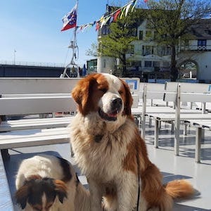 vorschaubild, schiffstouren, Bleilochstausee mit Hund, Hunde erlaubt Bleilochstausee, Ausflug mit Hund Thüringen, Rundfahrt Bleilochstausee, Tagestour Bleilochstausee, Ferienhaus mit Hund Tanna, Tiny House im Wald, Urlaub mit Hund Thüringen, Marina Saalburg Fahrgastschifffahrt, Erlebnis-Tipp mit Hund Thüringen