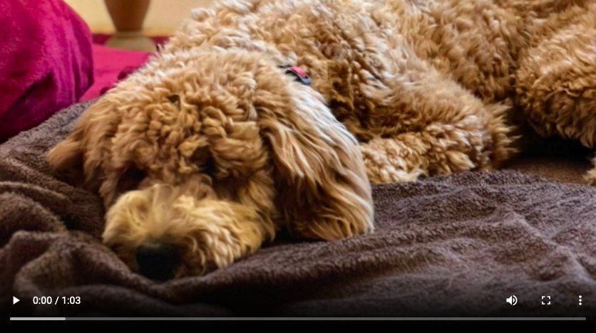vorschaubild, video, startseite, hund erlaubt auf bett, hier darf ich aufs bett, hunde willkommen, hunde erlaubt, ferienhaus