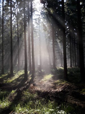 sonnenstrahlen im wald, nebel im wald, licht im wald, tiny house urlaub mit hund, wandern, wald, tanna, thüringen, leitenteiche, rundweg, urlaub mit hund thueringen, ferienhaus mit hund wald, hunde willkommen tiny house, tiny house am wald mit hund, wanderurlaub mit hund, erholung mit hund natur, tiny house tanna