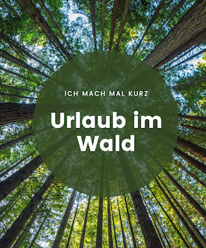 ich mach mal kurz urlaub im wald, sonnenstrahlen im wald, nebel im wald, licht im wald, tiny house urlaub mit hund, wandern, wald, tanna, thüringen, leitenteiche, rundweg, urlaub mit hund thueringen, ferienhaus mit hund wald, hunde willkommen tiny house, tiny house am wald mit hund, wanderurlaub mit hund, erholung mit hund natur, tiny house tanna