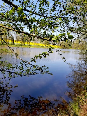 blick auf den oberen leitenteich, hier dueren hunde schwimmen, badespass fuer hunde