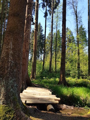 bruecke ueber einen bach am lieblingsplatz im wald, wanderurlaub hund