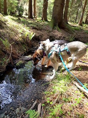 hunde trinken aus einem bach im wald, wanderurlaub hund
