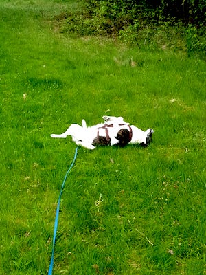hund waelzt sich auf einer wiese, Ferienhaus mit Hund Thüringen