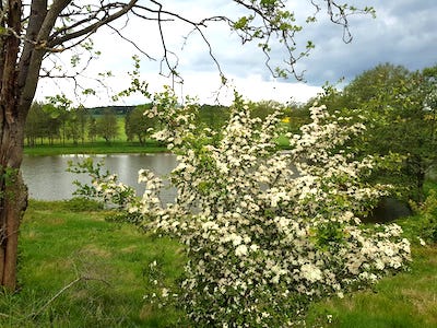 blick von einer wiese auf den oberen leitenteich, Ferienhaus mit Hund Thüringen