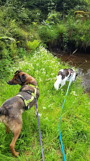 bach, erfrischung fuer hunde, abkuehlung beim wandern mit hunden, Ferienhaus mit Hund Thüringen
