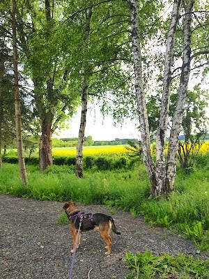 wandern mit hund an feldern vorbei, Ferienhaus mit Hund Thüringen