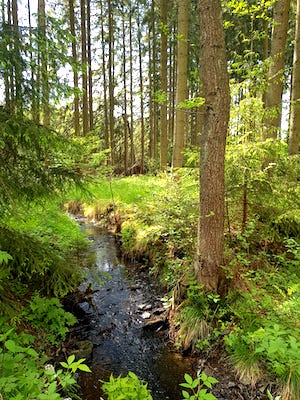 bach im wald, Ferienhaus mit Hund Thüringen