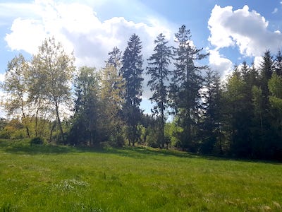 weg ueber eine wiese zum oberen leitenteich, Ruhiger Urlaub mit Hund