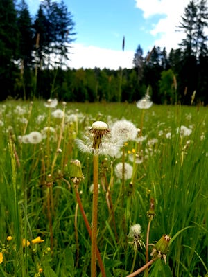 pusteblume auf einer wiese, Ruhiger Urlaub mit Hund, natururlaub mit hund