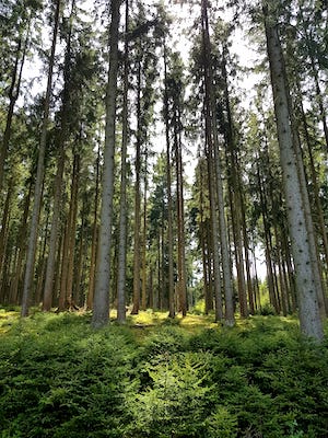 blick in einen fichtenwald, Ruhiger Urlaub mit Hund, wandern mit hund